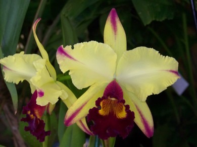Orquideas-exposicion-bod