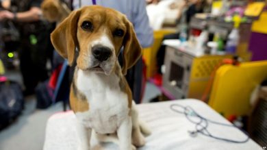 cancer-perros-ayuda-tratamiento
