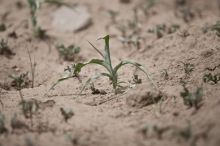 fao-africa