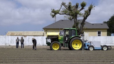 Los robots cosechadores permiten una recolecta más delicada.